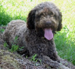 Duchess Lagotto Romagnolo truffle hunting dog