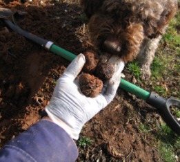 Lagotto romagnolotruffle hunting dog Duchess gets the scent