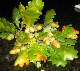 Garry Oak acorns and leaves